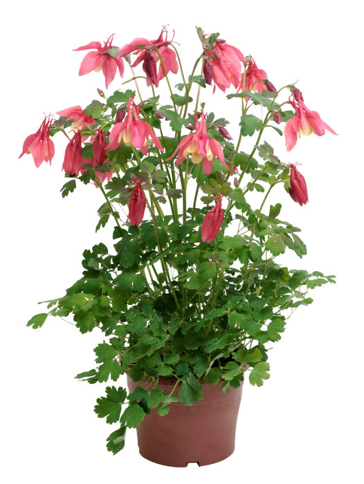 Stauder i 17 cm potte - flere sorter